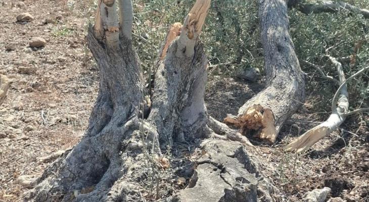 مستوطنون يقطعون أشجارا ويهاجمون رعاةً جنوب الخليل