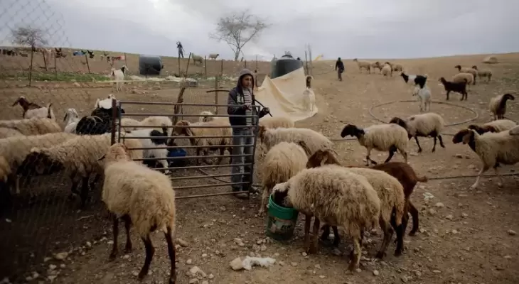 مستوطنون يطلقون مواشيهم في أراضي المغير ويتلفون محاصيل الفلسطينيين