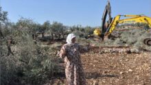 جرافات الاحتلال تجرف أراضي وتقتلع عشرات أشجار الزيتون في المغير