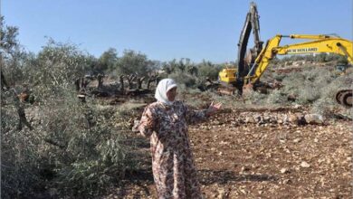 جرافات الاحتلال تجرف أراضي وتقتلع عشرات أشجار الزيتون في المغير