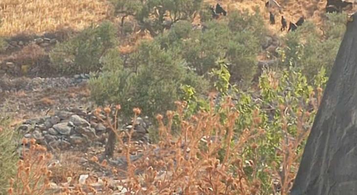 مستوطنون يمنعون أهالي «خربة الحديدية» بالأغوار من رعي مواشيهم