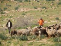 مستعمرون يطلقون أغنامهم في أراضٍ زراعية جنوب بيت لحم