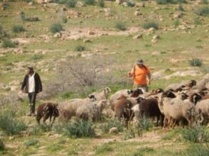 مستعمرون يطلقون أغنامهم في أراضٍ زراعية جنوب بيت لحم