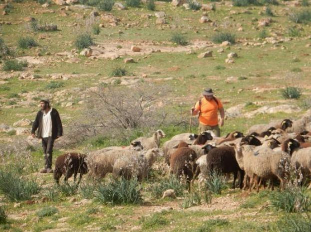 مستعمرون يطلقون أغنامهم في أراضٍ زراعية جنوب بيت لحم
