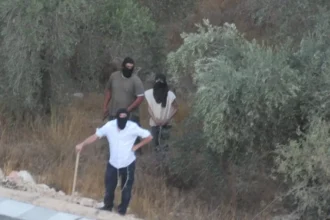 خطة لعرقلة قطف الزيتون.. الضفة أمام موسم جديد من اعتداءات المستوطنين