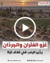 غزو الفئران والجرذان يثير الرعب في غلاف غزة