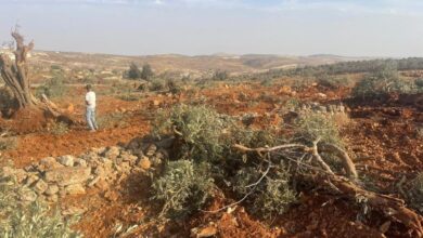 الاحتلال يقتلع مئات أشجار الزيتون ويجرف أراضي زراعية شرق رام الله