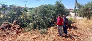 مستوطنون يعتدون على مزارعين ويسرقون ثمار الزيتون في مردا