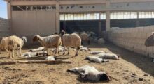 نفوق 20 رأسًا من الأغنام والماعز إثر اعتداء للمستوطنين في كفر مالك