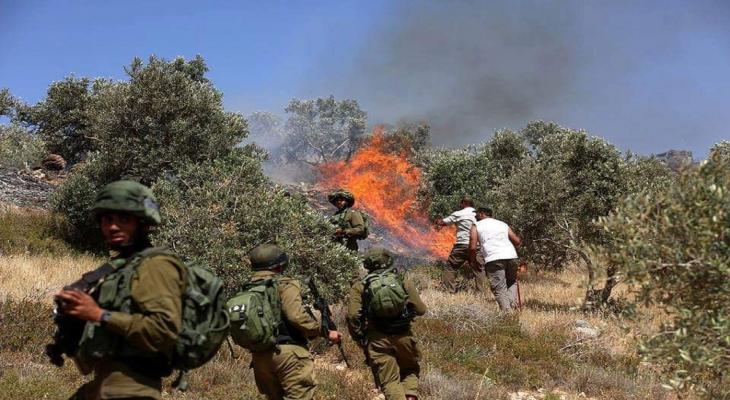 مستوطنون يشعلون النيران في أراضٍ زراعية ببرقة شمال غرب نابلس