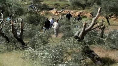 مستعمرون يسرقون ثمار الزيتون ويعتدون على مزارعين جنوب الخليل