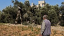 حاخام إسرائيلي يدعو للاستيلاء على محاصيل الزيتون في الضفة