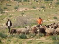 مستعمرون يطاردون رعاة الأغنام ويعتدون على الماشية في الأغوار الشمالية