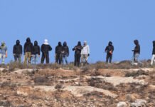 مستوطنون يسرقون أغنامًا وحصانًا ويقيمون بؤرتين استيطانيتين جنوب يطا
