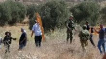 مستعمرون يعتدون على أراضي المغير ويسرقون محصول الزيتون بحماية الاحتلال