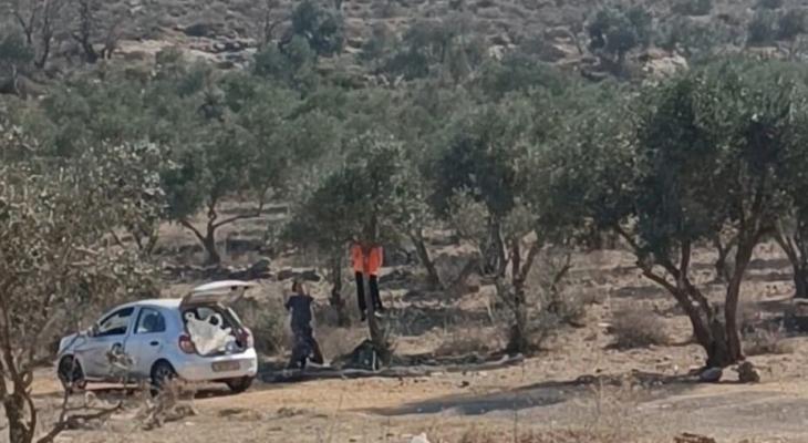 مستوطنون يسرقون ثمار الزيتون من أراضي بيتا جنوب نابلس